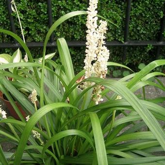 Liriope muscari 'Monroe White'