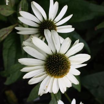 Echinacea purpurea 'Alaska'