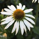 Echinacea purpurea 'Avalanche' - 