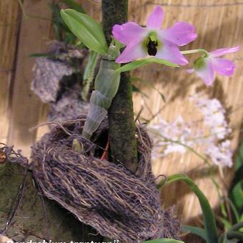 Dendrobium trantuanii