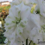 Delphinium elatum 'Innocence' - 