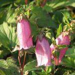 Campanula punctata 'Cherry Bells' - 