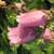 Campanula punctata 'Cherry Bells'