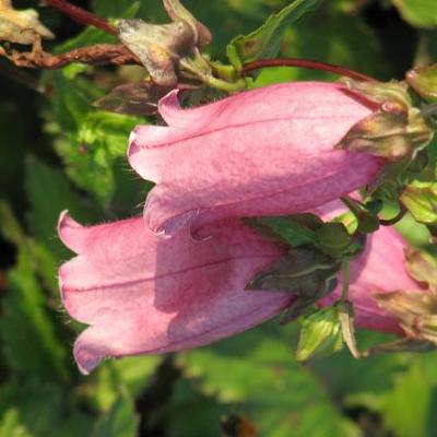 Campanula punctata 'Cherry Bells' - 