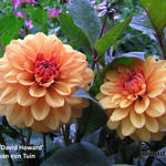 Dahlia 'David Howard' - 