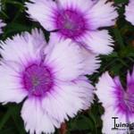 Dianthus chinensis 'Diana Lavender Picotee' - 