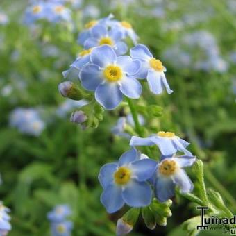 Myosotis palustris 'Perle Von Ronnenberg'