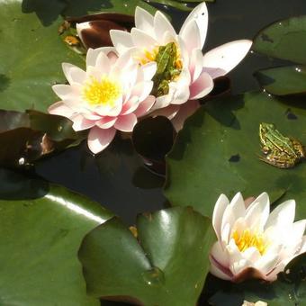 Nymphaea ' Marliacea Carnea '