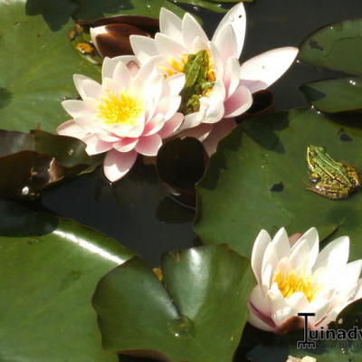 Nymphaea ' Marliacea Carnea ' - NÉNUPHAR ''MARLIACEA CARNEA'