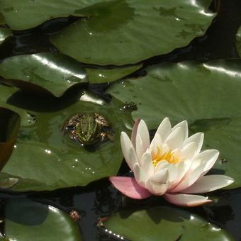 Nymphaea ' Marliacea Carnea '