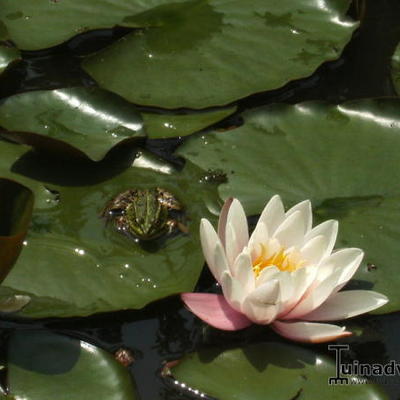 Nymphaea ' Marliacea Carnea ' - NÉNUPHAR ''MARLIACEA CARNEA' - Nymphaea ' Marliacea Carnea '