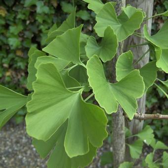 Ginkgo biloba