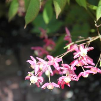 Epimedium x rubrum