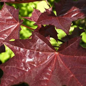 Acer platanoides 'Royal Red'