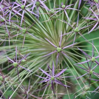 Allium schubertii