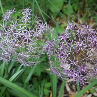 Allium schubertii