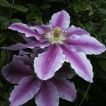 Clematis 'Piilu' - 