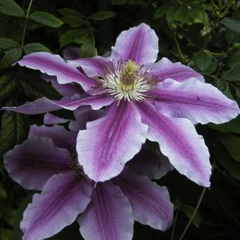 Clematis 'Piilu'