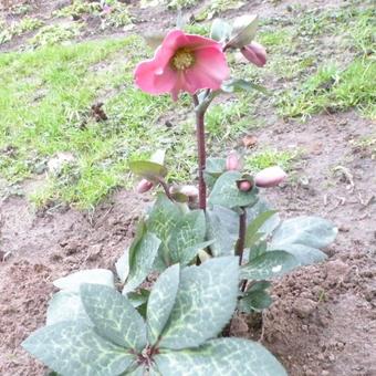 Helleborus 'Penny's Pink'