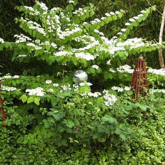 Viburnum plicatum f. tomentosum 'Mariesii'