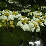 Viburnum plicatum f. tomentosum 'Mariesii'