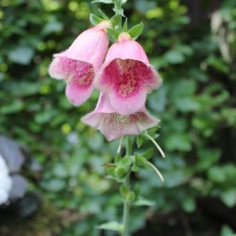 Digitalis x mertonensis