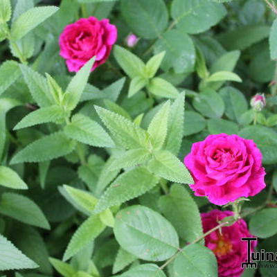 Rosa 'Zigeunerknabe' - 