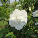 Hibiscus syriacus 'White CHIFFON' - Hibiscus syriacus 'White CHIFFON'