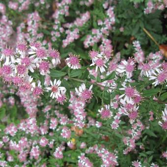 Aster lateriflorus 'Horizontalis'