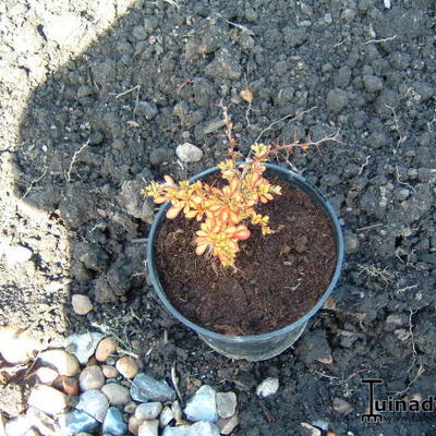 Berberis thunbergii f. atropurpurea 'Rose Glow' - Berberis thunbergii f. atropurpurea 'Rose Glow'