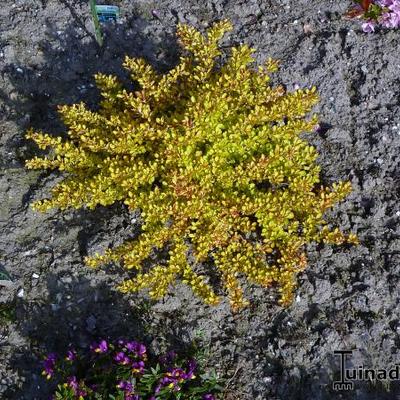 Berberis thunbergii f. atropurpurea 'Rose Glow' - 