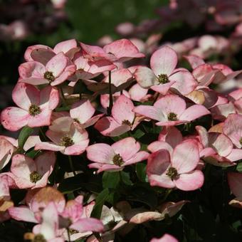 Cornus kousa 'Satomi'