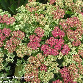 Sedum telephium 'Munstead Red'