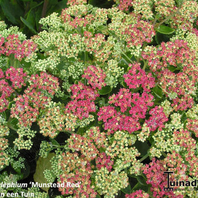 Sedum telephium 'Munstead Red' - 