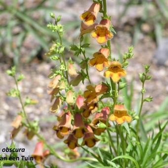 Digitalis obscura