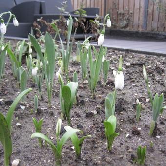 Galanthus elwesii