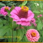 Zinnia - Zinnia