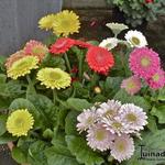 Gerbera jamesonii DURORA - 