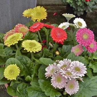 Gerbera jamesonii DURORA