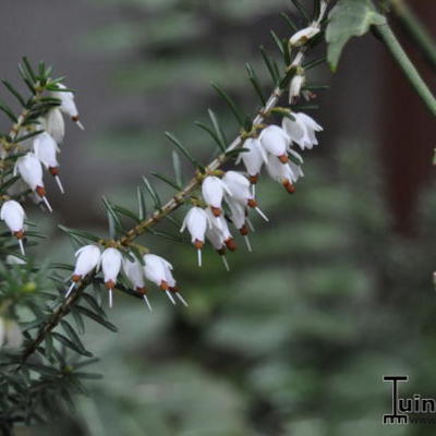 Erica x darleyensis - 