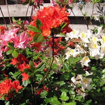 Rhododendron 'Carat'