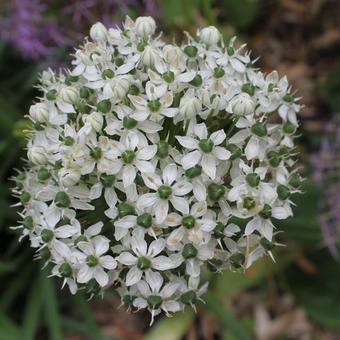 Allium nigrum