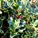 Ilex aquifolium 'J.C. Van Tol' - 