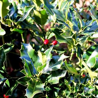 Ilex aquifolium 'J.C. Van Tol'