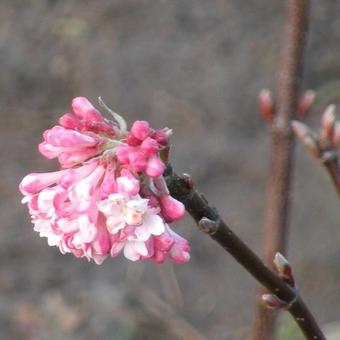 Viburnum x bodnantense