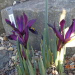 Iris reticulata 'George' - 