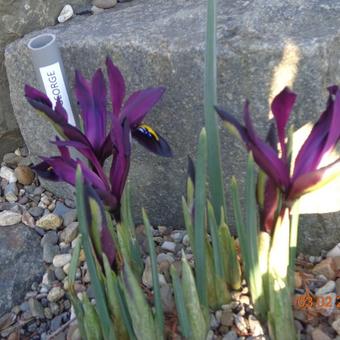 Iris reticulata 'George'