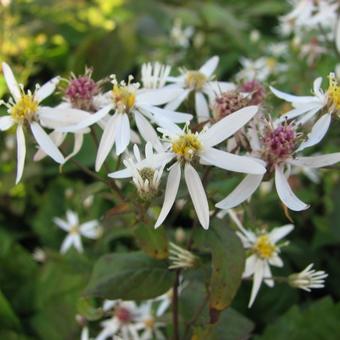 Aster cordifolius 'Silver Spray'