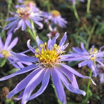 Aster macrophyllus 'Twilight'