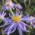 Aster macrophyllus 'Twilight'